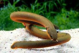 African Ropefish (Erpetoichthys calabaricus)
