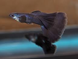 Black Moscow Guppy