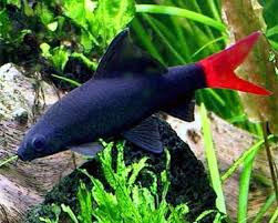 Red Tail Black Shark (Epalzeorhynchos bicolor) 4"+
